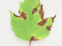 Viornes - Tache bactérienne (Pseudomonas syringae)