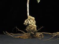 Framboise - Tumeur du collet (Agrobacterium tumefaciens)