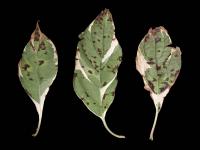 Cornouillers - Tache bactérienne (Pseudomonas syringae)