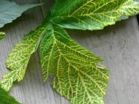 Framboise - terbacil (5)_1