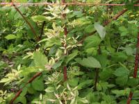 Framboise - glyphosate (9)_9