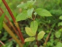 Impatiente glanduleuse (Impatiens glandulifera)_44