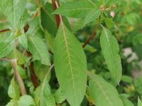 Impatiente glanduleuse (Impatiens glandulifera)_45