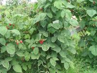 Framboise - clopyralide (4)_2