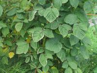 Framboise - clopyralide (4)_8
