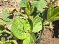 Soya - imazéthapyr (2)_2