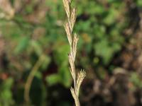 Ivraie vivace (Lolium perenne)_8