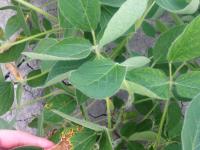 Soya - glufosinate d'ammonium (10)_3