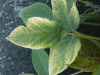 Soya - mésotrione (27)_1