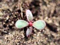 Pourpier potager (Portulaca oleracea)_4