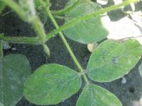 Soya - mésotrione (27)_2