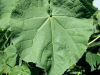 Abutilon à pétales jaunes(Abutilon theophrasti)_3