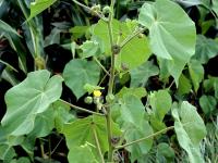 Abutilon à pétales jaunes(Abutilon theophrasti)_8