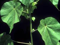 Abutilon à pétales jaunes(Abutilon theophrasti)_22