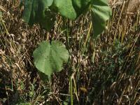 Abutilon à pétales jaunes(Abutilon theophrasti)_27