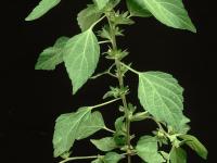 Ricinelle rhomboide (Acalypha rhomboidea)_2