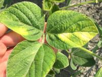 Soya - mésotrione (27)_6