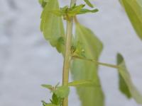 Ricinelle rhomboide (Acalypha rhomboidea)_12