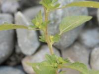 Ricinelle rhomboide (Acalypha rhomboidea)_13