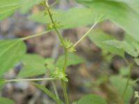Ricinelle rhomboide (Acalypha rhomboidea)_14