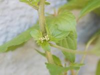 Ricinelle rhomboide (Acalypha rhomboidea)_15