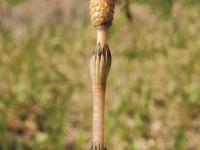Prêle champs (Equisetum arvense)_3