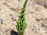 Prêle champs (Equisetum arvense)_6