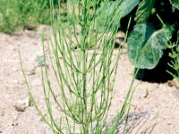 Prêle champs (Equisetum arvense)_7