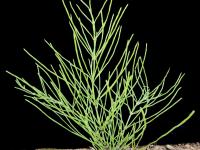 Prêle champs (Equisetum arvense)_8