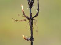 Prêle champs (Equisetum arvense)_11