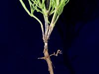 Prêle champs (Equisetum arvense)_24
