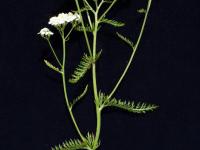 Achillée millefeuille(Achillea millefolium)_5