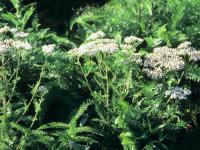 Achillée millefeuille(Achillea millefolium)_11