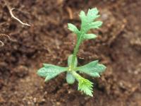 Achillée millefeuille(Achillea millefolium)_13
