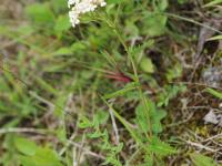 Achillée millefeuille(Achillea millefolium)_23