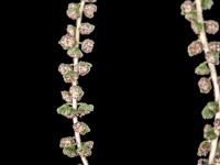 Petite herbe à poux (Ambrosia artemisiifolia)_2