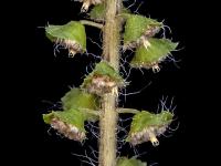 Petite herbe à poux (Ambrosia artemisiifolia)_3