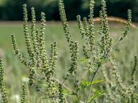 Petite herbe à poux (Ambrosia artemisiifolia)_6
