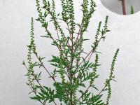 Petite herbe à poux (Ambrosia artemisiifolia)_7