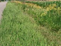 Petite herbe à poux (Ambrosia artemisiifolia)_11