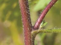 Petite herbe à poux (Ambrosia artemisiifolia)_16