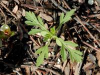 Petite herbe à poux (Ambrosia artemisiifolia)_19