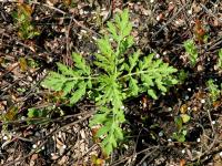 Petite herbe à poux (Ambrosia artemisiifolia)_20
