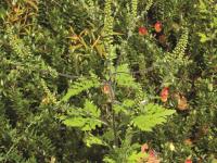 Petite herbe à poux (Ambrosia artemisiifolia)_27