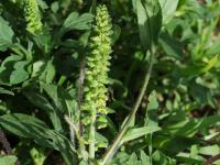 Petite herbe à poux (Ambrosia artemisiifolia)_37