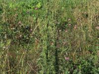 Armoise bisannuelle(Artemisia biennis)_18