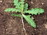 Chardon champs(Cirsium arvense)_1
