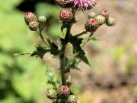Chardon champs(Cirsium arvense)_2