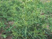 Chardon champs(Cirsium arvense)_7