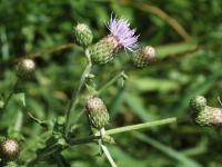 Chardon champs(Cirsium arvense)_20